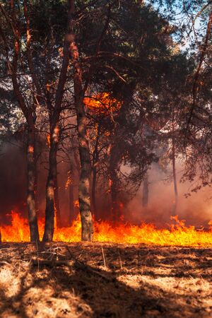 fire. wildfire at sunset, burning pine forest in the smoke and flames