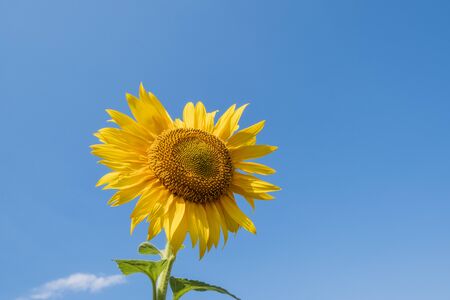 Beautiful sunflowers in the field natural background, Sunflower bloomingの写真素材