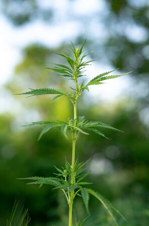 Cannabis leaf, medical marijuana. Cannabis flowers and seeds in green field with back light. Marijuana plant leaves growing high.の写真素材