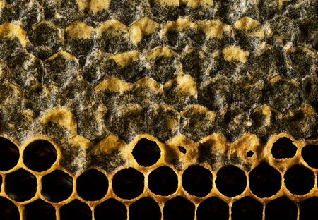 Honeycomb with honey and pollen. Sweet and natural honey inside the honeycomb. Background of honeycombs. Beeswaxの写真素材