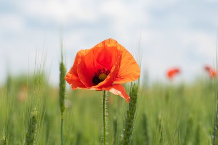 Scarlet poppy blossoms on a poppy field on a sunny summer day. A lonely poppy that stirs from the wind. Opium flower.の写真素材