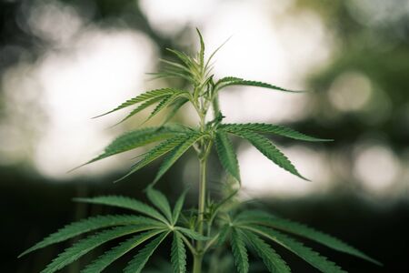 A branch of hemp bush close-up. Shrub young hemp on a bright summer day. Plant addictive.の写真素材