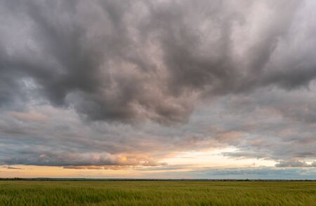 field of green wheat on a background of cumulus clouds during sunset.
