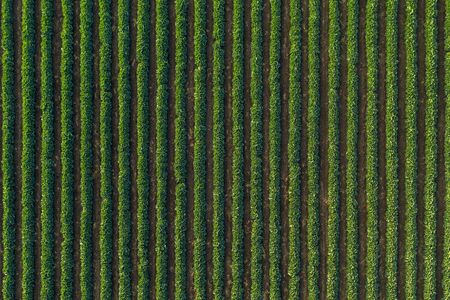 Aerial view of cabbage rows field in agricultural landscape. Cabbage field on a commercial farm. View from drone.の写真素材