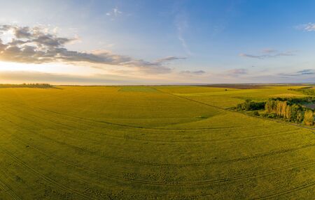 green wheat fields natural landscape aerial view.の写真素材