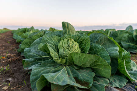 Young cabbage grows in the farmer field. Growing cabbage field in diffused light on the sunset.