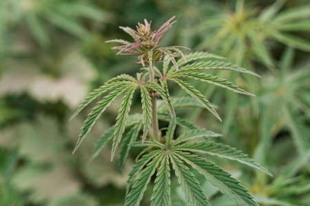 A branch of hemp bush close-up. Shrub young hemp on a bright summer day.の写真素材