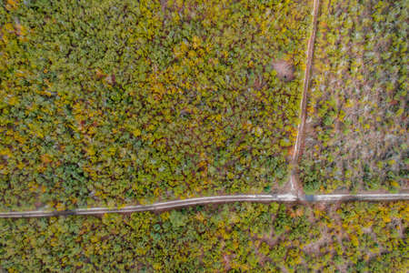 Aerial view of autumn forest with green and yellow trees. Background of mixed deciduous and...