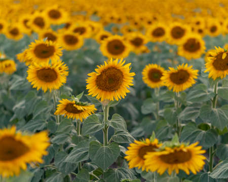 Blooming sunflower field background during sunset. Selective focus.