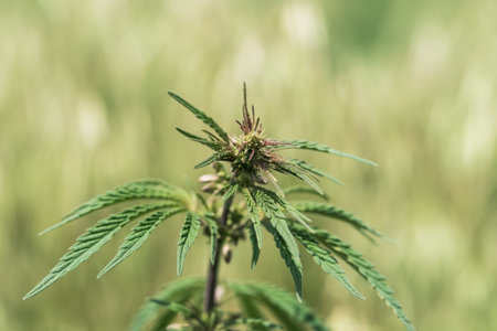 A branch of hemp bush close-up. Shrub young hemp on a bright summer day.の写真素材