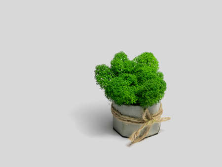 Decorative moss of green color in a stone pot on a light background. Stabilized potted moss.の写真素材