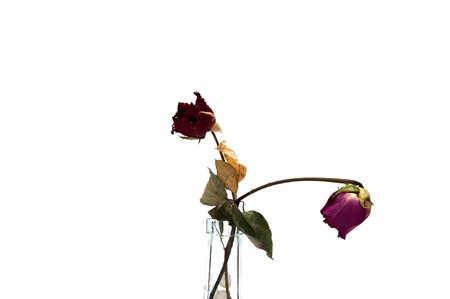 Roses isolated on a white background.の写真素材