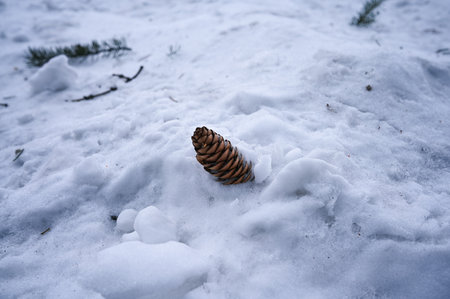 A cone, a branch of a Christmas tree in the snow. Fir cones with snow and icicles.の写真素材