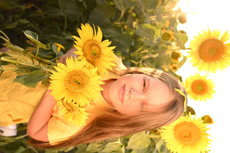 Portrait of a beautiful girl with sunflowers in the fieldの写真素材