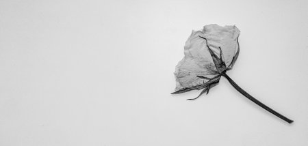 Vintage flower texture with aged petals. Black and white image with a beautiful flower on a light...