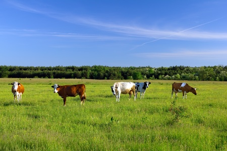 Cows on the green meadow