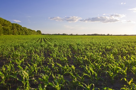 Green field with young corn at sunset