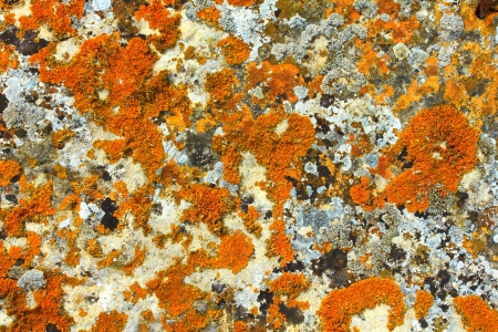 Stone texture with lichenの写真素材