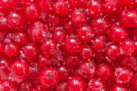 Red currant backgroundの写真素材