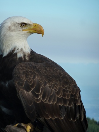 Bald Eagle