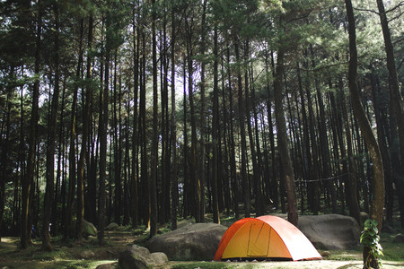 Camp in the Forestの写真素材