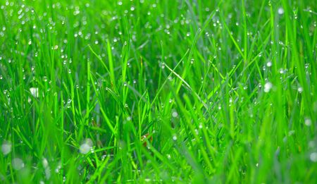 Young green grass with dew dropsの写真素材