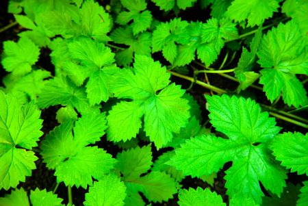 Background from juicy green leaves of wild grapesの写真素材