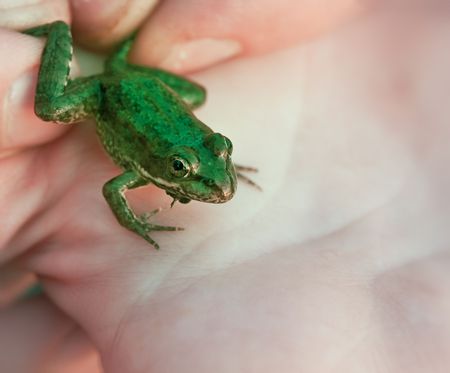 Small green frog caught by the personの写真素材