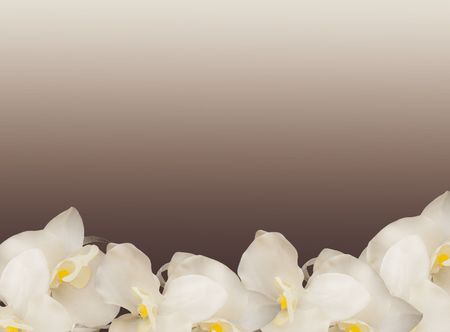 Frame from cream orchids on a coffee backgroundの写真素材
