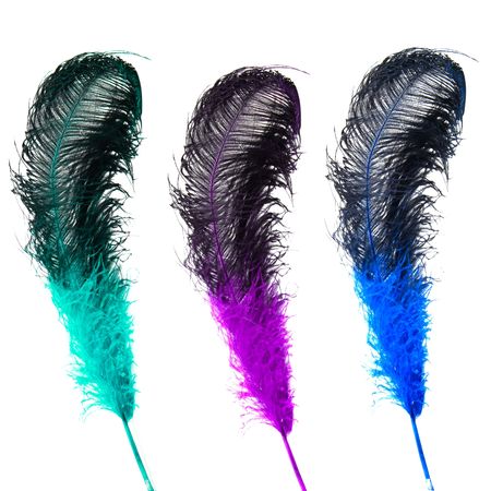 Set of bright  ostrich's feathers on a white backgroundの写真素材