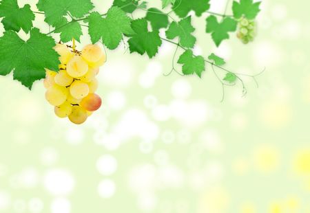  Cluster of ripe grapes on a green grapevineの写真素材