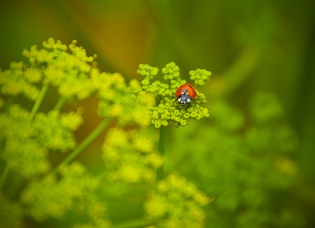 Ladybird on a green young grassの写真素材