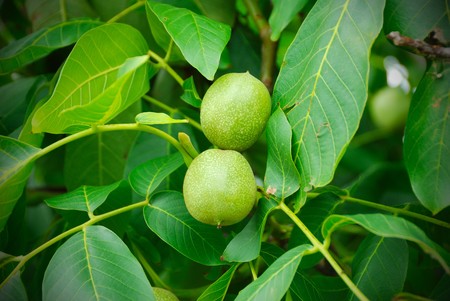Walnuts keep up on a tree