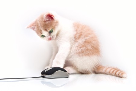 Red green-eyed kitten with the computer mouseの写真素材