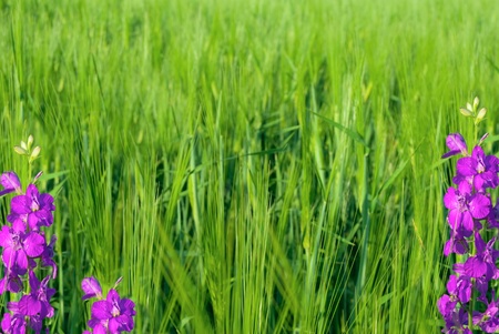 Background in the form of young green wheat and violet flowersの写真素材