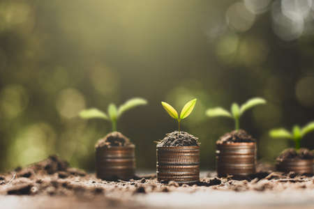 The seedlings are growing on the coins, thinking about financial growth.の写真素材