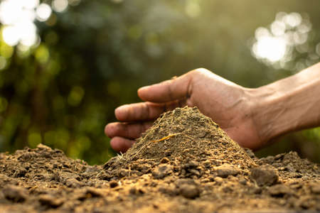 Dung or manure in the hands of agricultural men for cultivation of plants and trees.