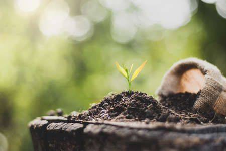 Young seedlings are grown from the soil that is placed on old logs.