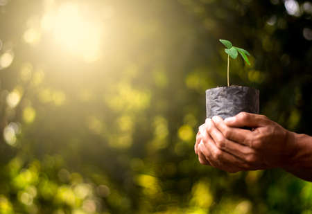 Seedlings are grown in the nursery bags. While the men are holding hands to be planted.の写真素材
