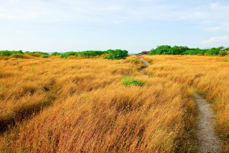 A grass country sceneの写真素材