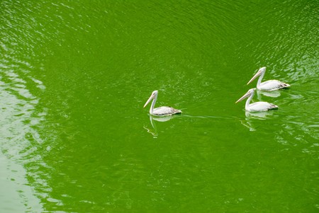 A group of three pelicans in a green lakeの写真素材