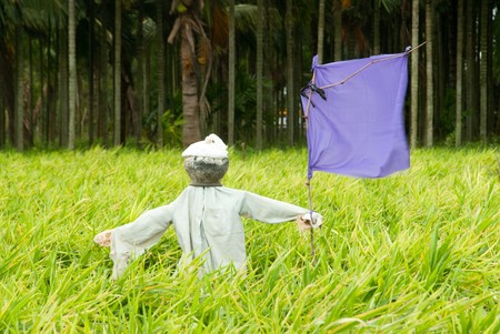 A scarecrow in a corn fieldの写真素材
