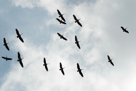 An upward photo of pelicans in flightの写真素材
