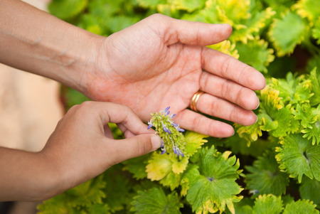 Conceptual Nurturing theme - a child cares for a flowing plant while a mothers hands protects and supportsの写真素材