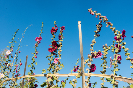 Colorful wildflowers on a bright sunny dayの写真素材