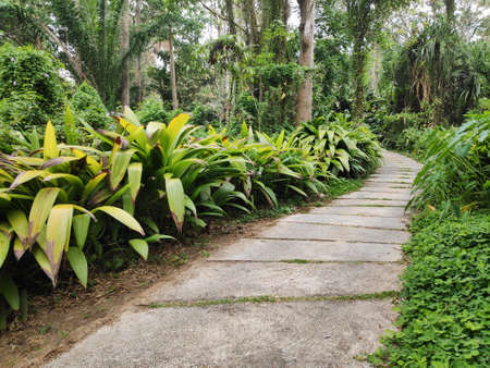 A road running through a tropical forest or plantation surrounded by lush foliage