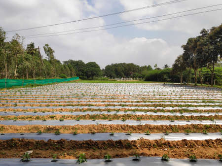 Plastic row covers in a field helping retain moisture and and reducing weed growth