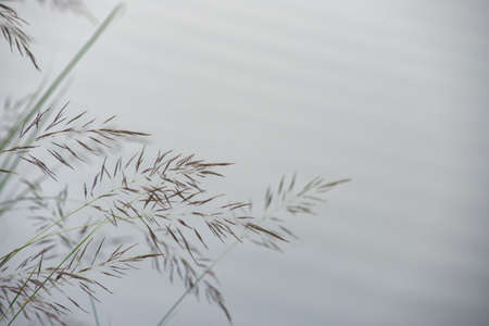 Strands of grass near a water body in a tropical forestの写真素材