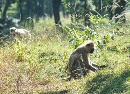 A Langur in a forest in a national park in central India