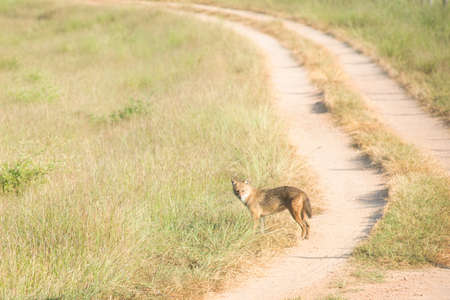 Golden Jackal in a national park in Indiaの写真素材